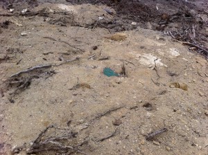 The Green Shed - well some of it!